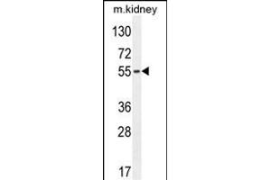 FBXO39 Antibody (C-term) (ABIN654584 and ABIN2844286) western blot analysis in mouse kidney tissue lysates (35 μg/lane). (FBXO39 antibody  (C-Term))