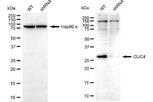 Western blotting analysis using CLIC4 antibody (ABIN7798052).