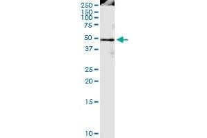 Immunoprecipitation of PPIG transfected lysate using anti-PPIG MaxPab rabbit polyclonal antibody and Protein A Magnetic Bead , and immunoblotted with PPIG MaxPab mouse polyclonal antibody (B01) . (PPIG antibody  (AA 1-357))