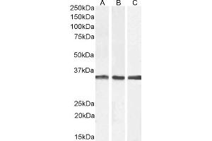 (ABIN571083) (2 μg/mL) staining of A431 (A), Jurkat (B), and U251 (C) cell lysate (35 μg protein in RIPA buffer). (APOLD1 antibody  (C-Term))