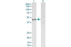Western Blot analysis of INPP1 expression in transfected 293T cell line by INPP1 MaxPab polyclonal antibody.