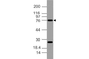 Image no. 1 for anti-POU Domain, Class 2, Transcription Factor 1 (POU2F1) (AA 420-600) antibody (ABIN5027410) (POU2F1 antibody  (AA 420-600))