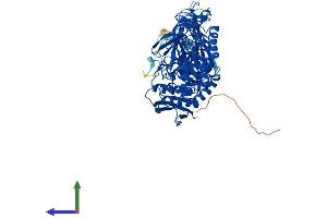 AlphaFold protein structure predicition of Mouse Recombinant Myorg Protein, UniprotID Q69ZQ1 (MYORG/KIAA1161 Protein (AA 1-716) (His tag))