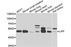 Western blot analysis of extracts of various cell lines, using LIPF antibody (ABIN5975462) at 1/1000 dilution.