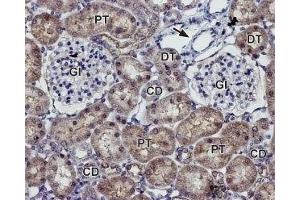 Expression of Kir7. (KCNJ13 antibody  (Extracellular Loop))