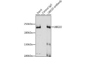 Immunoprecipitation analysis of 200 μg extracts of A-431 cells using 3 μg UBE2O antibody (ABIN6130342, ABIN6149817, ABIN6149818 and ABIN7101351).