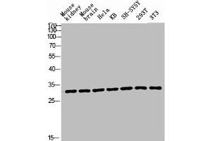 Western blot analysis of Mouse-kidney mouse-brain HELA KB SH-SY5Y 293T 3T3 lysis using Ribosomal Protein L7 antibody. (RPL7 antibody  (C-Term))