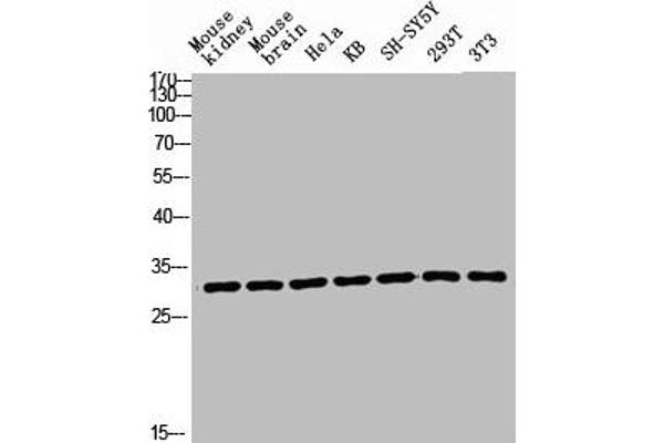 RPL7 antibody  (C-Term)