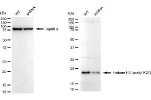 Western blotting analysis using Histone H3 (acetyl K27) antibody (ABIN7798971).