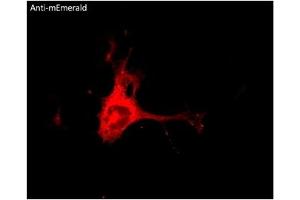Immunofluorescence (IF) image for anti-mEmerald Fluorescent Protein antibody (ABIN7273073) (mEmerald Fluorescent Protein antibody)