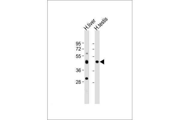 CHTF8 抗体  (AA 2-33)