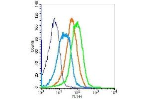 Mouse splenocytes probed with Rabbit Anti-EMR1 Polyclonal Antibody, Unconjugated . (F4/80 antibody  (AA 732-747))