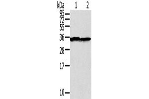 Western Blotting (WB) image for anti-Syntaxin 3 (STX3) antibody (ABIN2427365) (STX3 antibody)