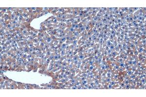 Detection of HAUS7 in Mouse Liver Tissue using Polyclonal Antibody to HAUS Augmin Like Complex Subunit 7 (HAUS7) (HAUS7 antibody  (AA 1-227))