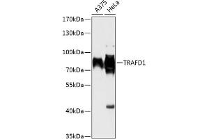 Western blot analysis of extracts of various cell lines, using TR antibody (ABIN6132266, ABIN6149468, ABIN6149469 and ABIN6216926) at 1:1000 dilution. (TRAFD1 antibody  (AA 1-260))