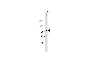 Anti-atg9a Antibody (C-Term)at 1:2000 dilution + ZF4 whole cell lysates Lysates/proteins at 20 μg per lane. (ATG9A antibody  (AA 573-605))