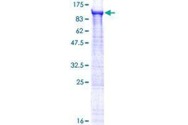 ZFYVE1 Protein (AA 1-777) (GST tag)