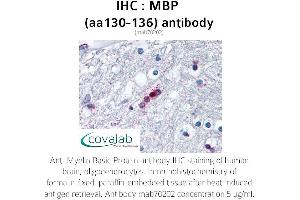 Image no. 1 for anti-Myelin Basic Protein (MBP) (AA 130-136) antibody (ABIN1723145) (MBP antibody  (AA 130-136))