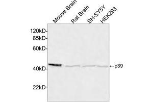 Western blot analysis of cell and tissue lysates using p39 Antibody, pAb, Rabbit (ABIN399090, 4 µg/mL) The signal was developed with IRDyeTM 800 Conjugated Goat Anti-Rabbit IgG. (p39 (C-Term) antibody)