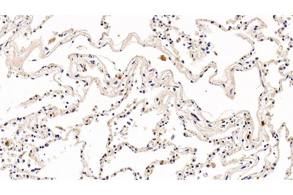 PD-1 antibody  (AA 41-132)