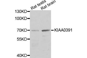 Western blot analysis of extracts of various cell lines, using KIAA0391 antibody (ABIN1875480) at 1:1000 dilution.