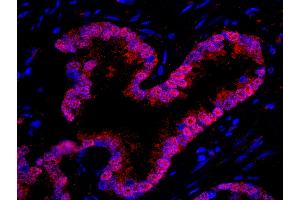 Immunofluorescence (IF) image for anti-WD Repeat Domain 77 (WDR77) (AA 292-342) antibody (ABIN7449034) (WDR77 antibody  (AA 292-342))