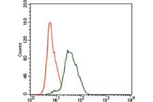 TWF1 antibody