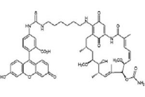 Geldanamycin FITC. (Geldanamycin- FITC)