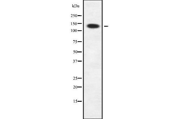 SIN3B antibody  (Internal Region)