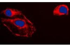 Immunofluorescent analysis of RKIP staining in HepG2 cells. (PEBP1 antibody  (Center))