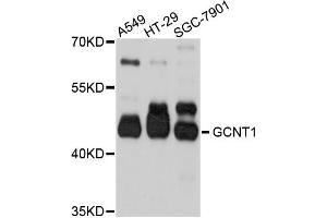 Western blot analysis of extracts of various cell lines, using GCNT1 antibody (ABIN4903747) at 1:1000 dilution. (GCNT1 antibody)