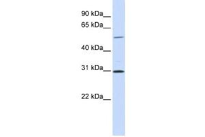 Western Blotting (WB) image for anti-NIMA related kinase 3 (NEK3) antibody (ABIN2459259) (NEK3 antibody)