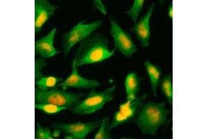 Immunofluorescence (IF) image for anti-Alanine Glyoxylate Aminotransferase (AGXT) (AA 330-392) antibody (ABIN452656)