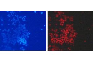Immunofluorescence analysis of 293T cells using DiMethyl-Histone H3-K79 Polyclonal Antibody (Histone 3 antibody  (2meLys79))