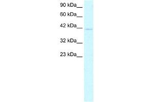 WB Suggested Anti-CEBPA Antibody Titration:  0. (CEBPA antibody  (N-Term))