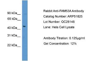 WB Suggested Anti-FAM53A  Antibody Titration: 0.