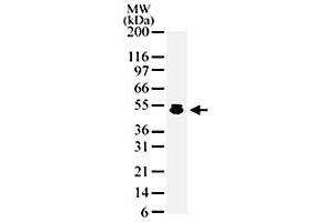 Western blot analysis of HDAC3 in HeLa cell lysate with HDAC3 polyclonal antibody  .