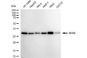 Western blotting analysis using NEK6 antibody (ABIN7799603).