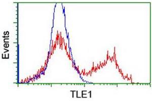 Image no. 12 for anti-Transducin-Like Enhancer of Split 1 (E(sp1) Homolog, Drosophila) (TLE1) (AA 180-460) antibody (ABIN1491050)