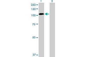Western Blot analysis of EPHB1 expression in transfected 293T cell line by EPHB1 MaxPab polyclonal antibody. (EPH Receptor B1 antibody  (AA 1-984))
