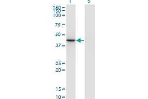 Western Blot analysis of NEUROD6 expression in transfected 293T cell line by NEUROD6 monoclonal antibody (M17), clone 3G7. (NEUROD6 antibody  (AA 246-337))