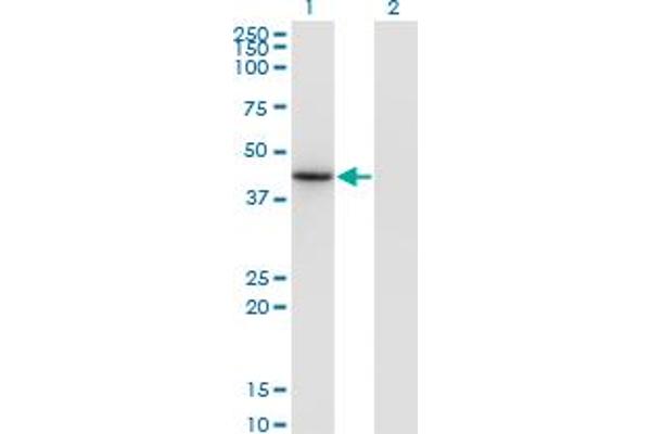 NEUROD6 抗体  (AA 246-337)