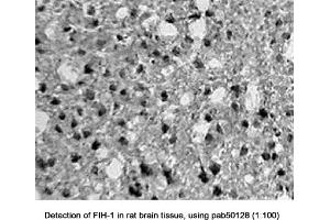 Image no. 1 for anti-Hypoxia Inducible Factor 1, alpha Subunit Inhibitor (HIF1AN) (C-Term) antibody (ABIN363437) (HIF1AN antibody  (C-Term))