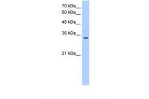 Image no. 1 for anti-POU Domain, Class 5, Transcription Factor 2 (POU5F2) (AA 251-300) antibody (ABIN341240) (POU5F2 antibody  (AA 251-300))