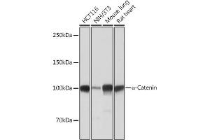 Western blot analysis of extracts of various cell lines, using α-Catenin antibody (ABIN7266133) at 1:1000 dilution. (CTNNA1 antibody)