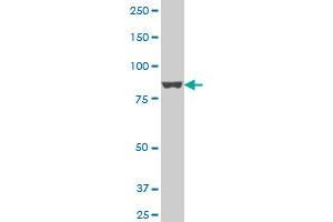 APPL1 antibody  (AA 611-708)