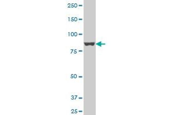 APPL1 antibody  (AA 611-708)