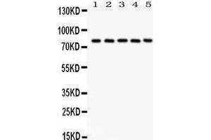 Anti- Calpain1 Picoband antibody, Western blotting All lanes: Anti Calpain1  at 0.