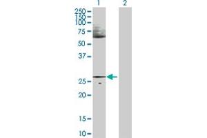 Western Blot analysis of HES1 expression in transfected 293T cell line by HES1 MaxPab polyclonal antibody. (HES1 antibody  (AA 1-277))