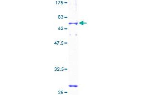 Cyclin G2 Protein (CCNG2) (AA 1-344) (GST tag)